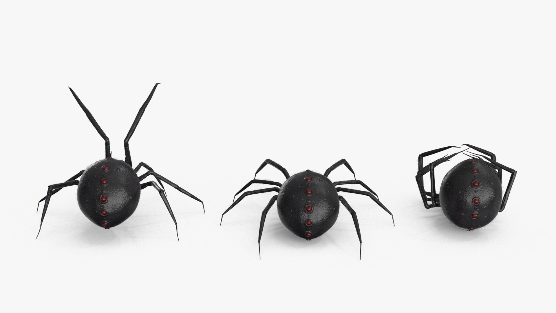 Spider 3 poses Low-poly 3D model_16