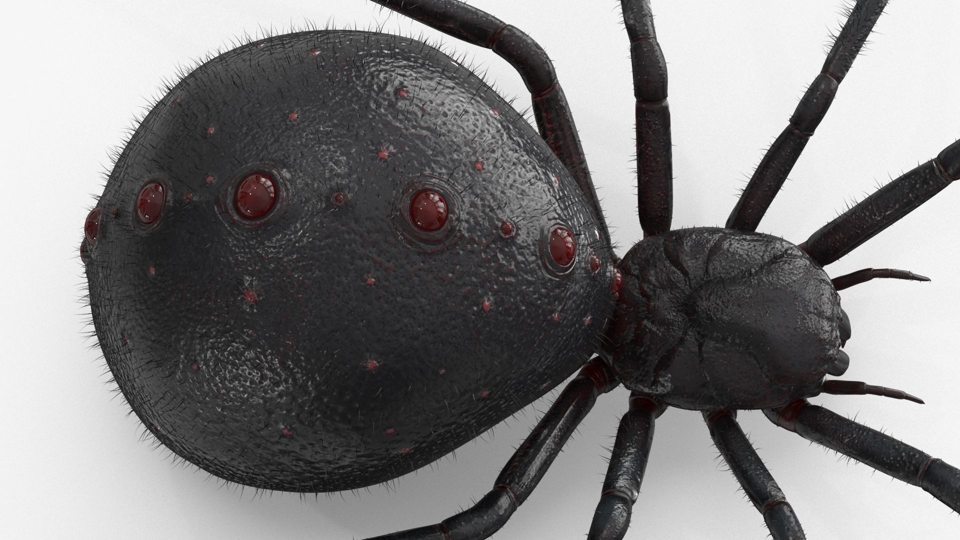Spider 3 poses Low-poly 3D model_5