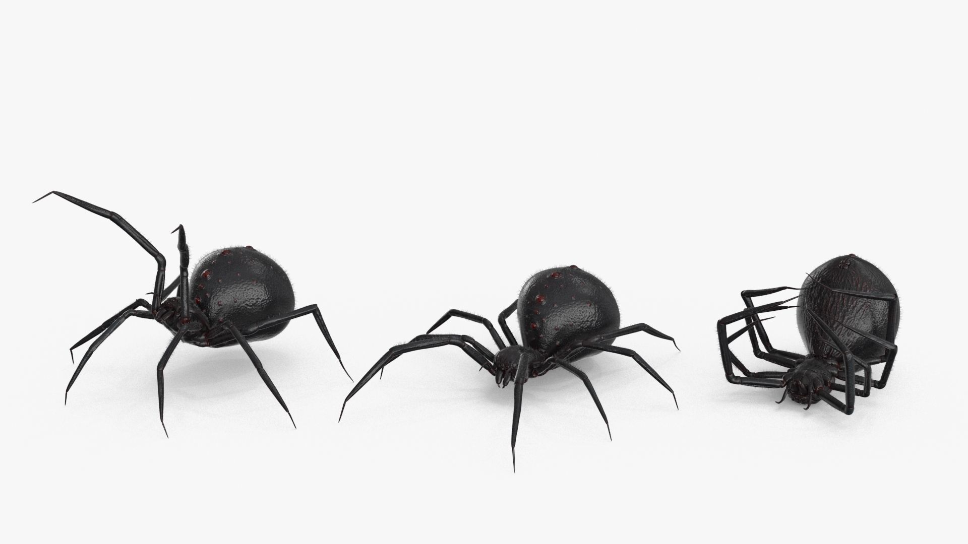 Spider 3 poses Low-poly 3D model_19