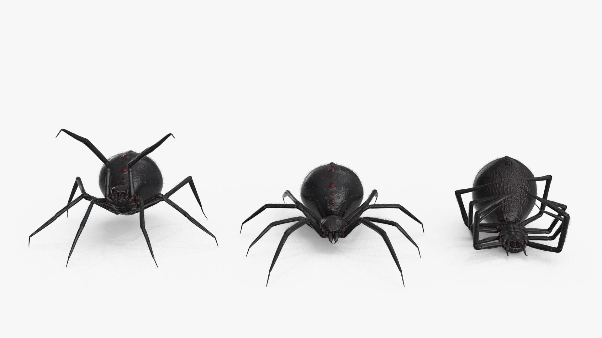 Spider 3 poses Low-poly 3D model_12