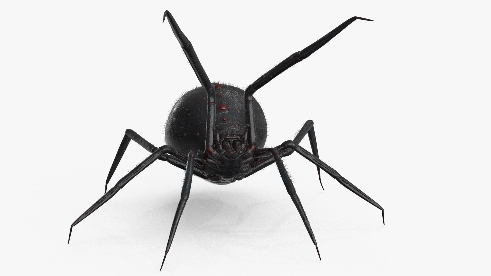 Spider 3 poses Low-poly 3D model_6