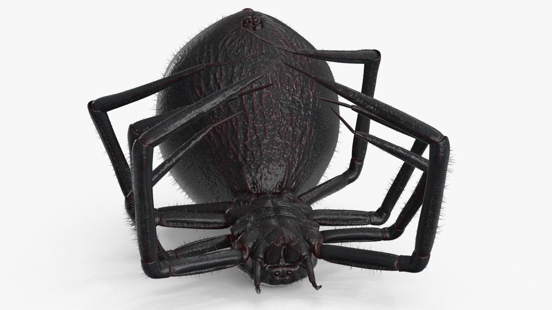 Spider 3 poses Low-poly 3D model_7