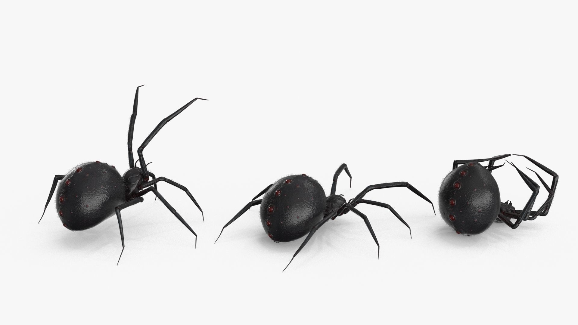 Spider 3 poses Low-poly 3D model_15