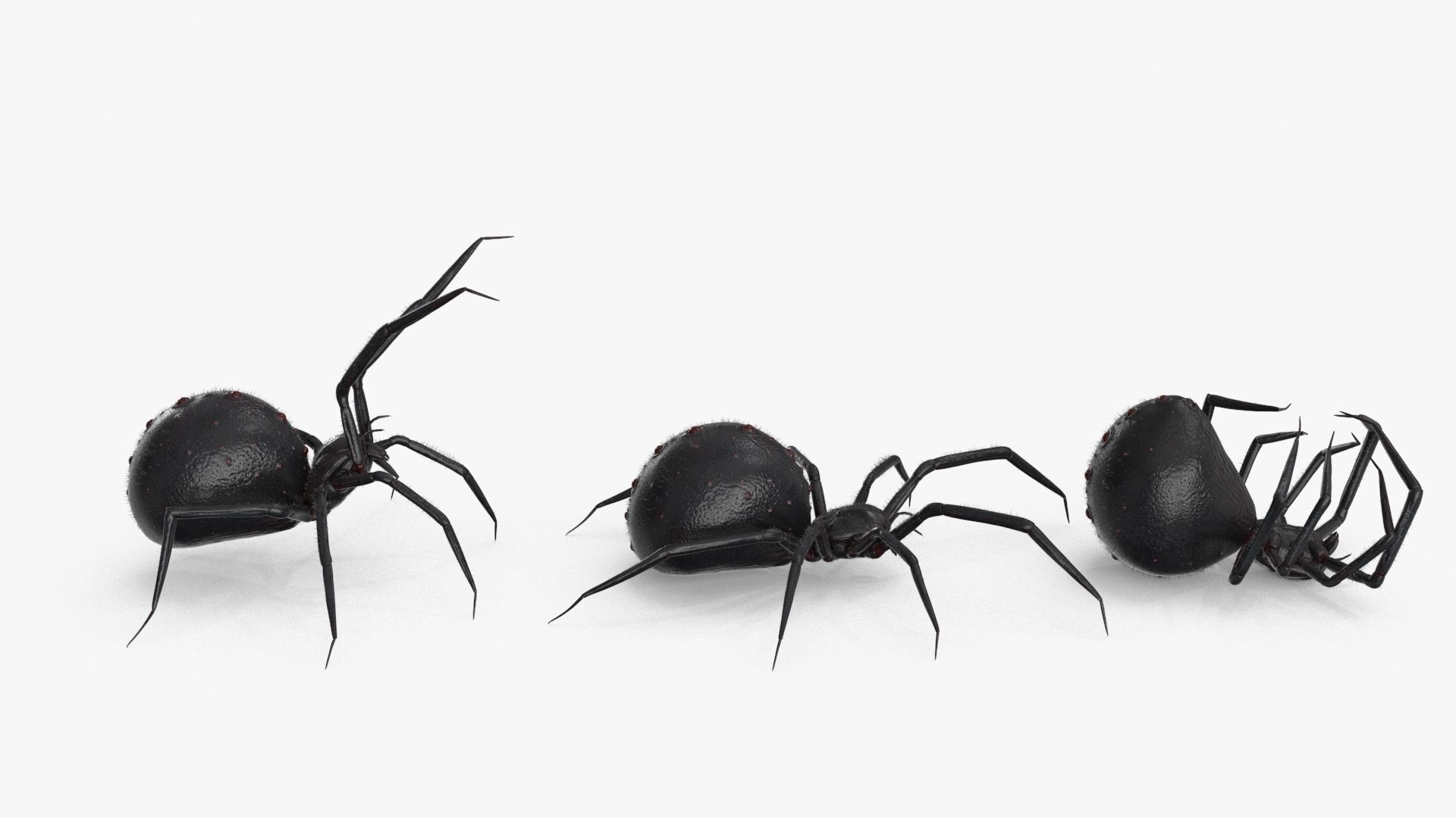 Spider 3 poses Low-poly 3D model_14