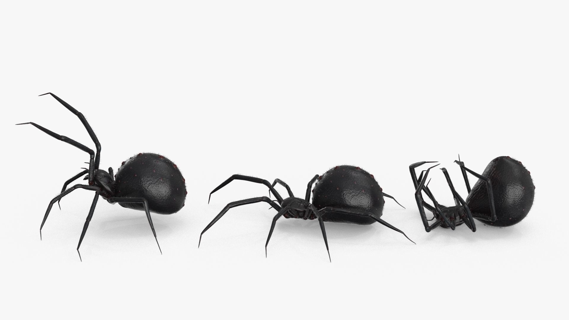 Spider 3 poses Low-poly 3D model_18