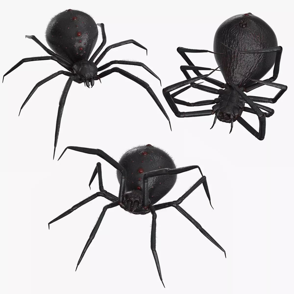 Spider 3 poses Low-poly 3D model_0