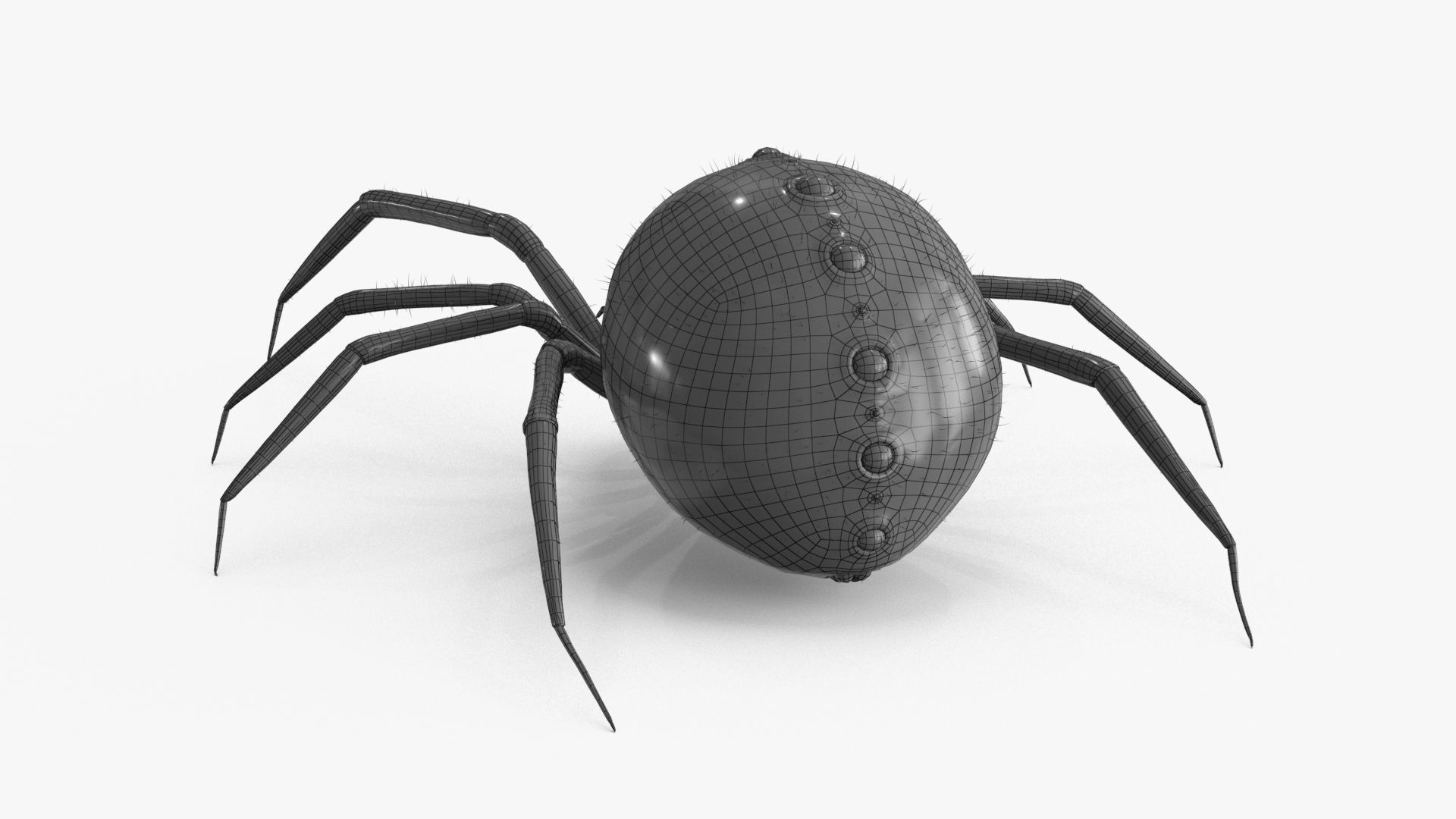 Spider 3 poses Low-poly 3D model_21