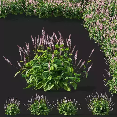 Persicaria amplexicaule Rosea