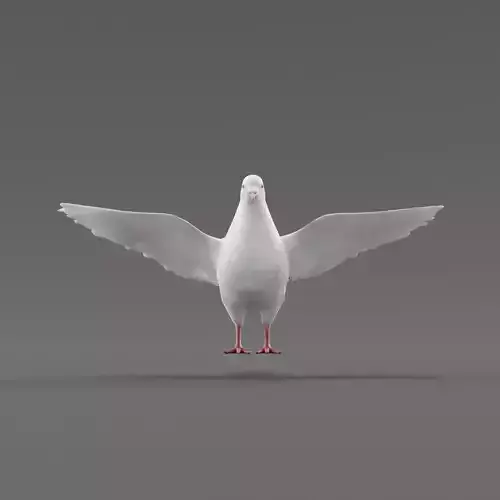 Columbidae White Dove Bird Low-poly 3D model