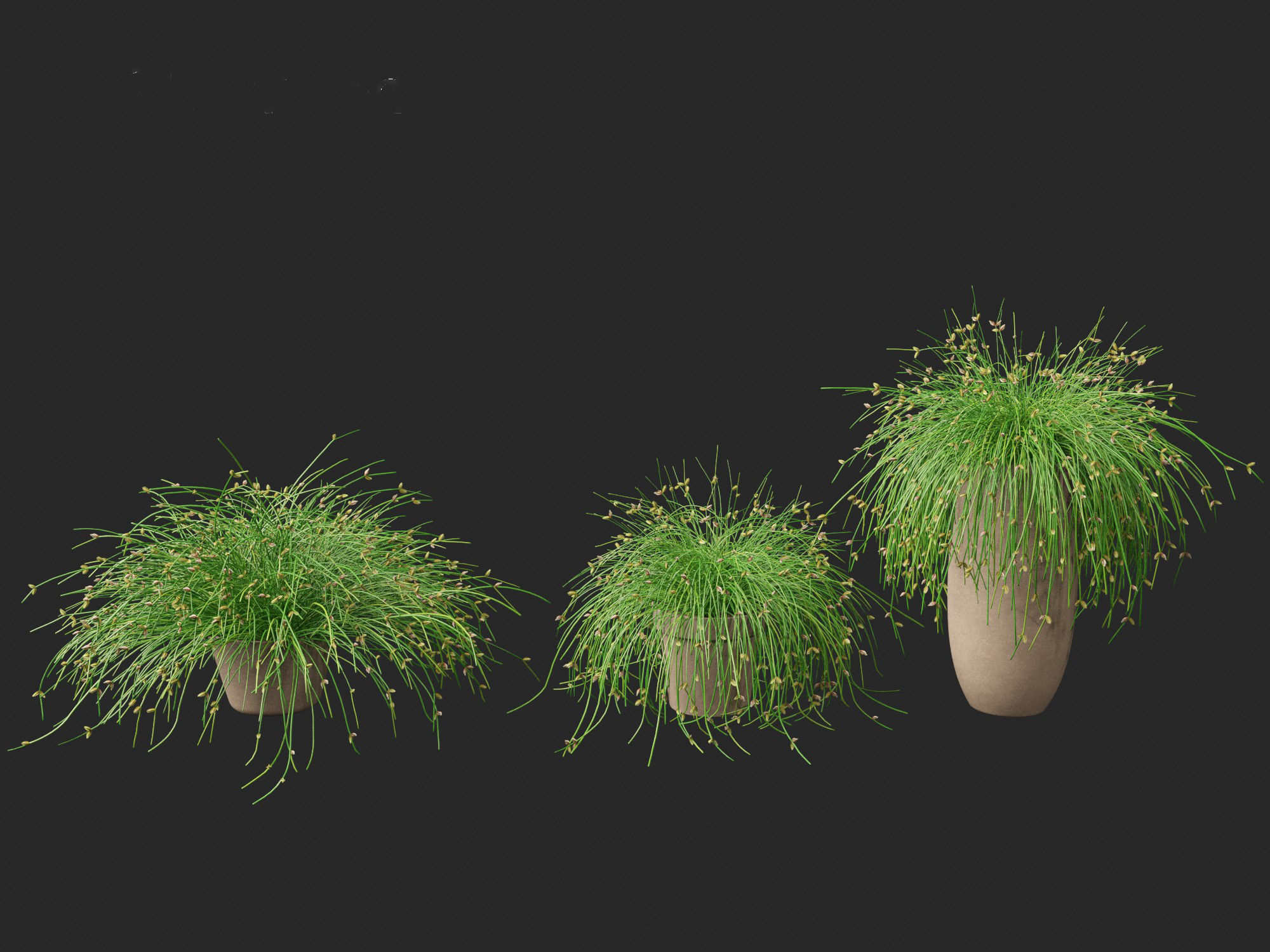 Isolepis cernua - Slender Club-rush 3D model_5