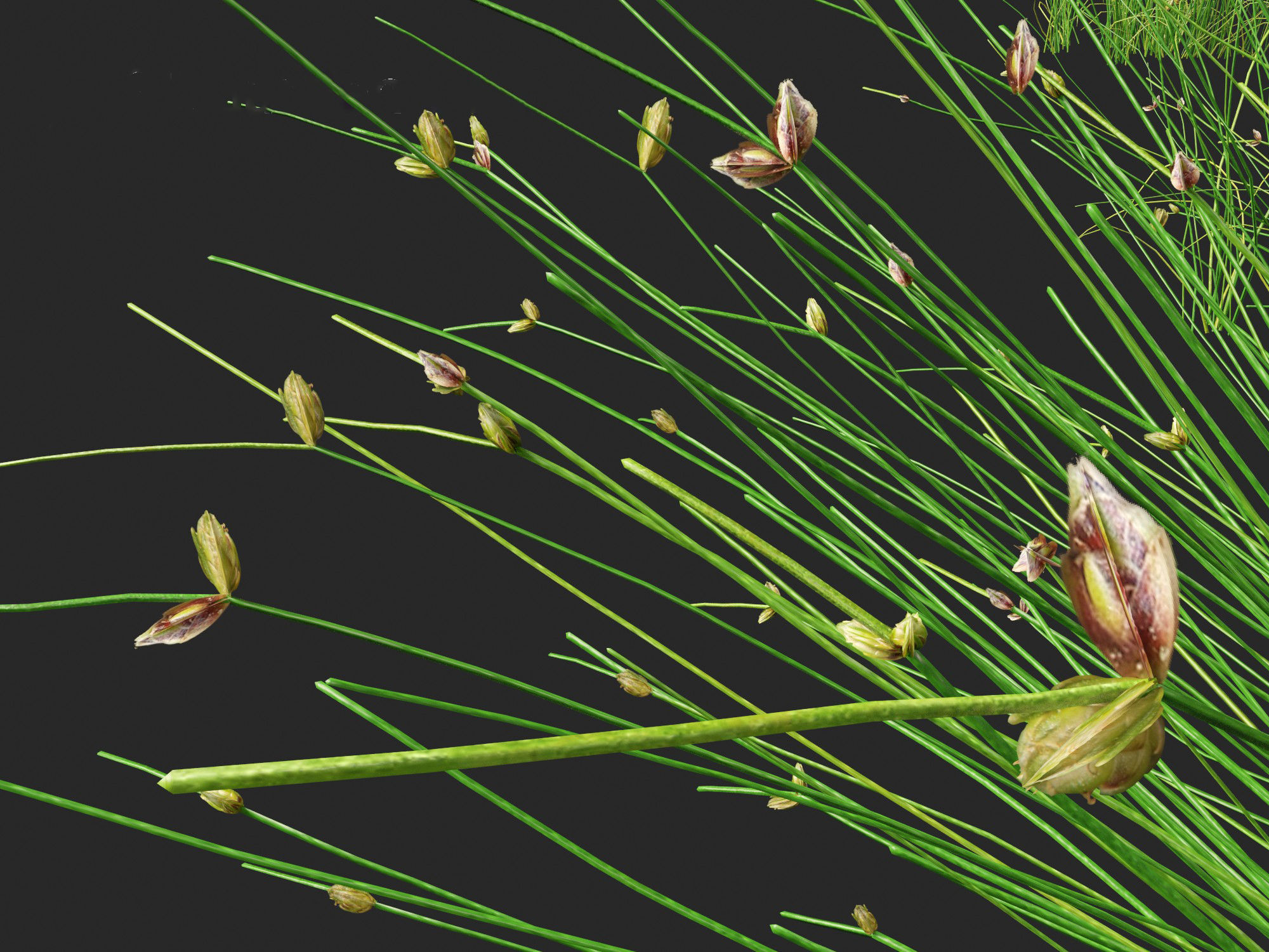 Isolepis cernua - Slender Club-rush 3D model_2