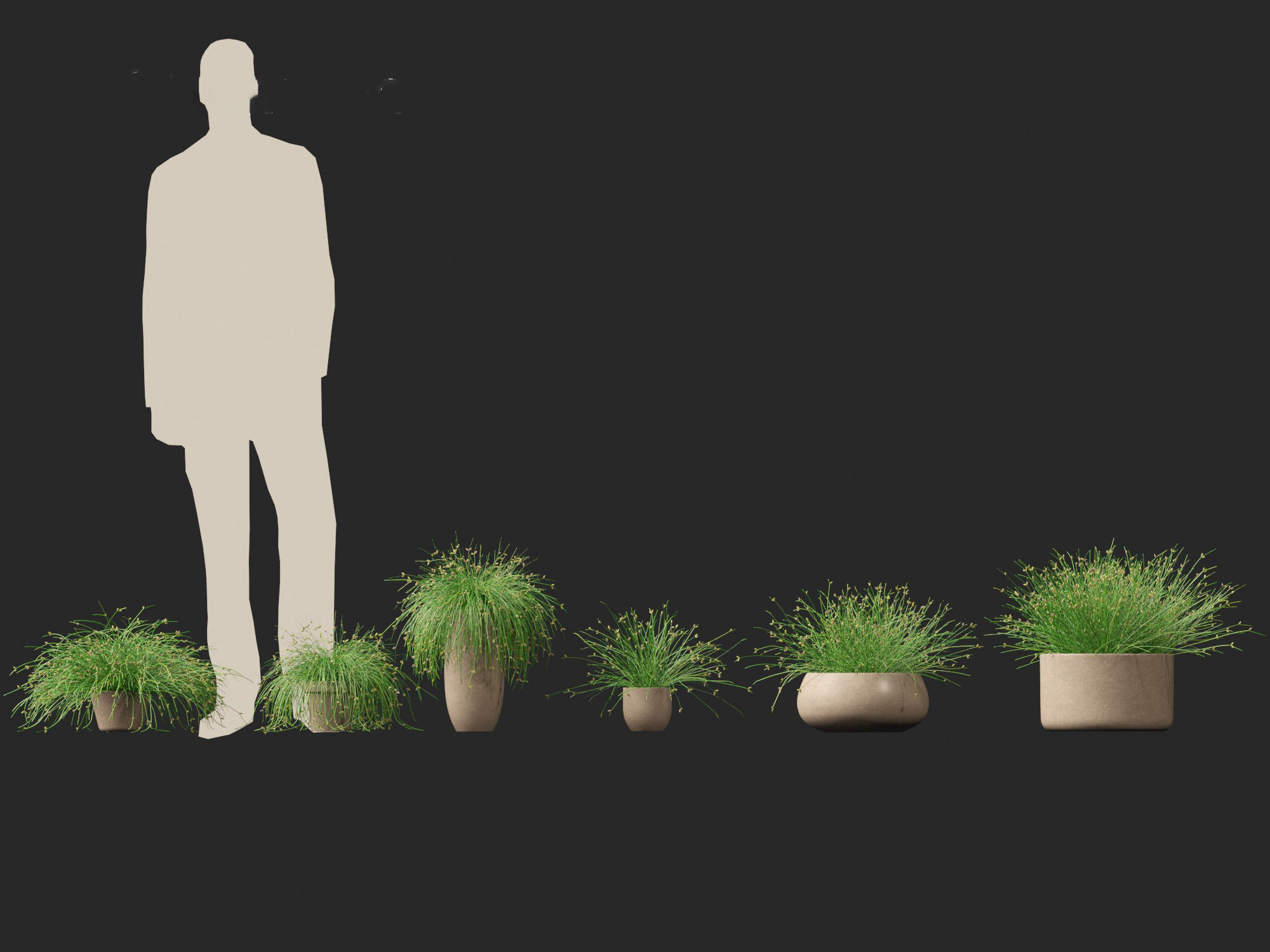 Isolepis cernua - Slender Club-rush 3D model_3