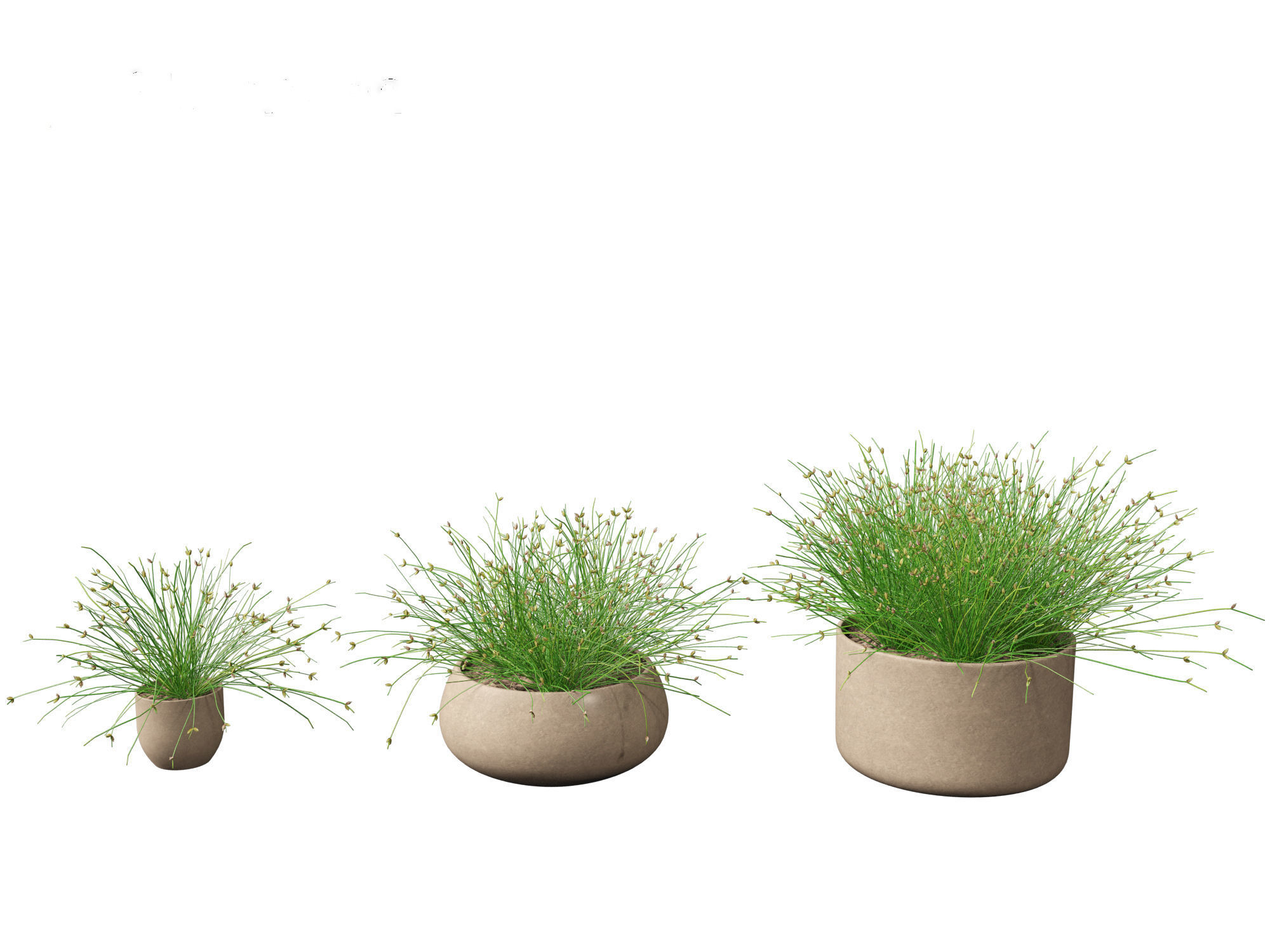 Isolepis cernua - Slender Club-rush 3D model_6