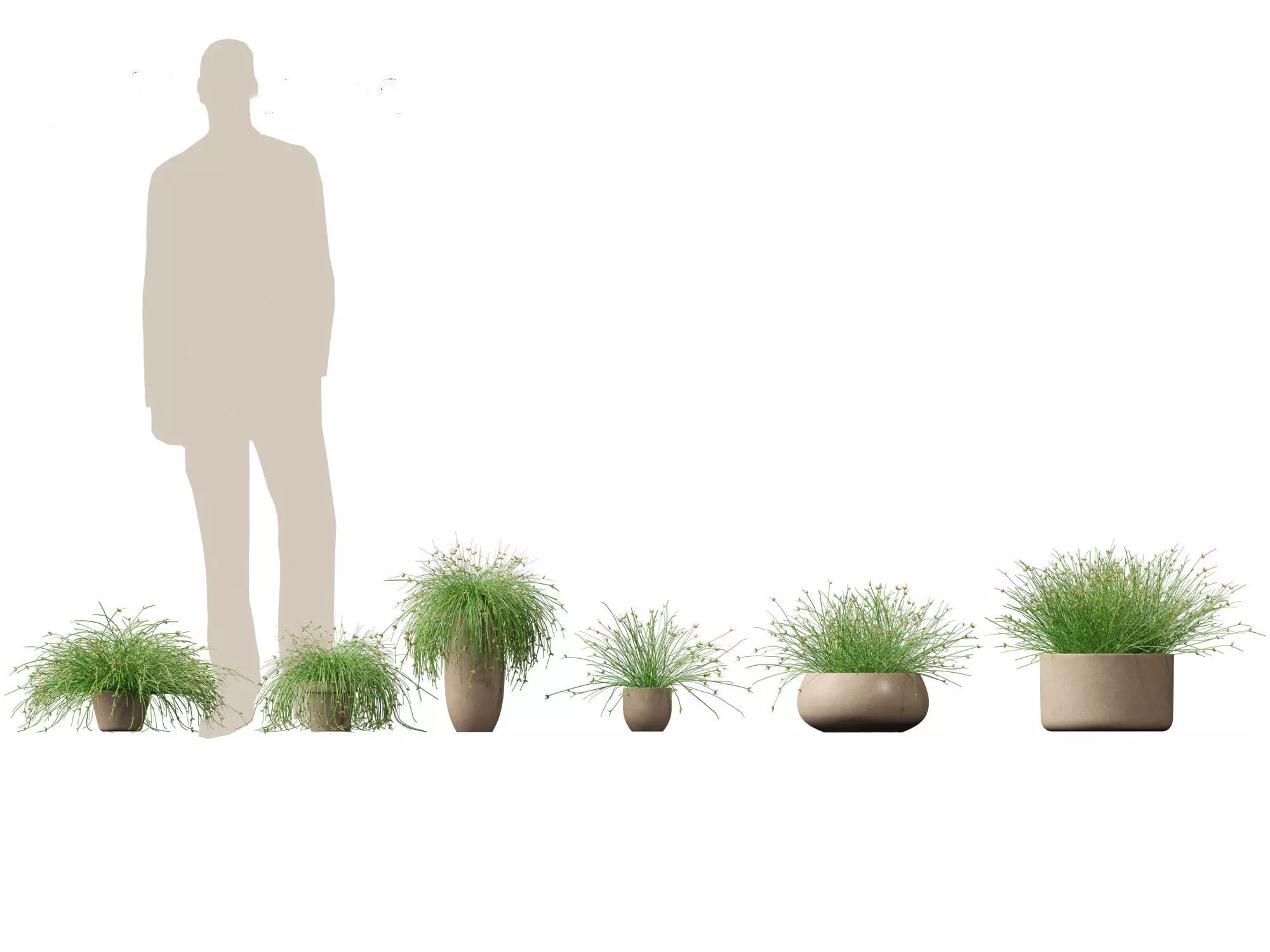 Isolepis cernua - Slender Club-rush 3D model_0