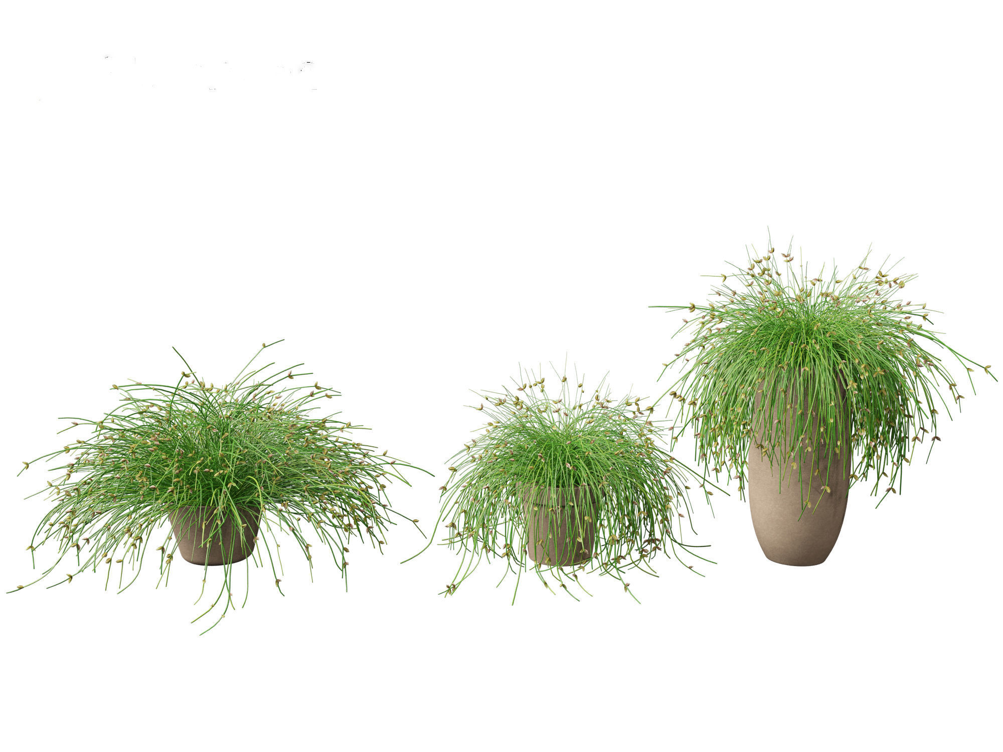 Isolepis cernua - Slender Club-rush 3D model_4