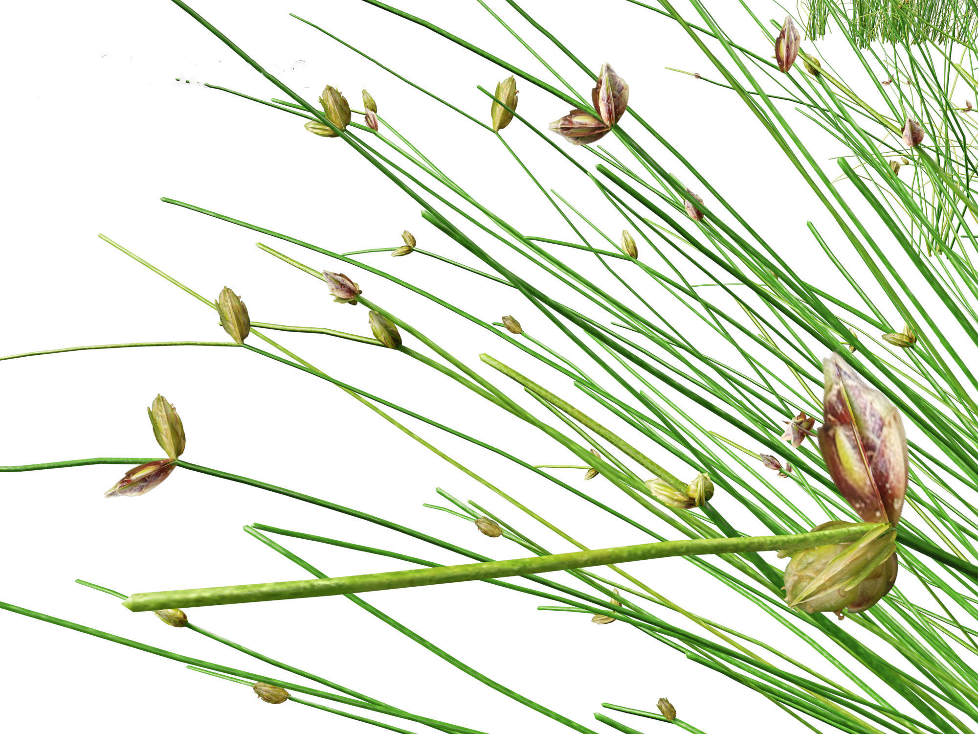 Isolepis cernua - Slender Club-rush 3D model_1