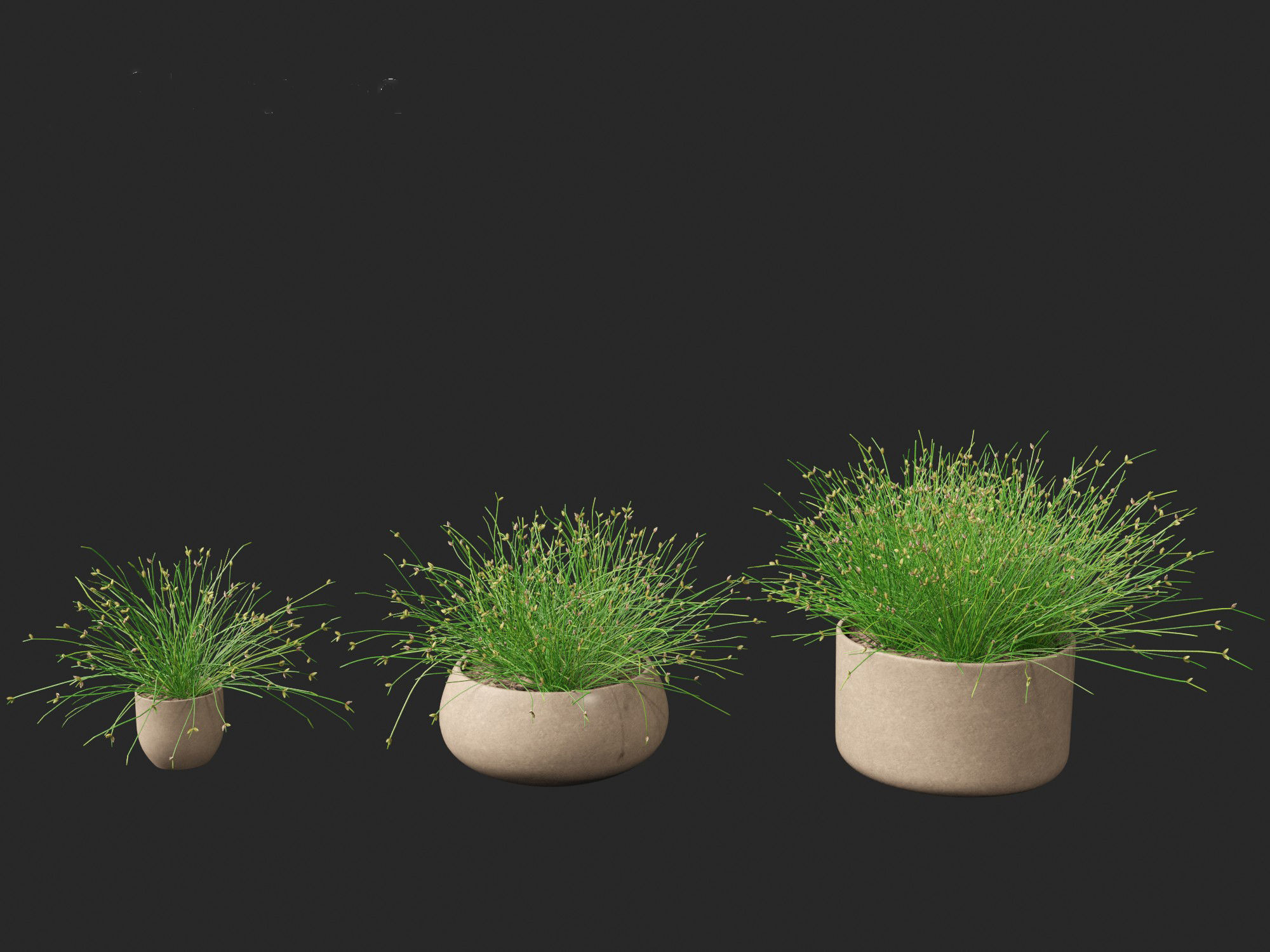 Isolepis cernua - Slender Club-rush 3D model_7