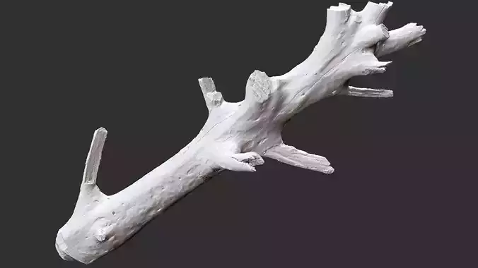 3d scan of tree trunk in highpoly