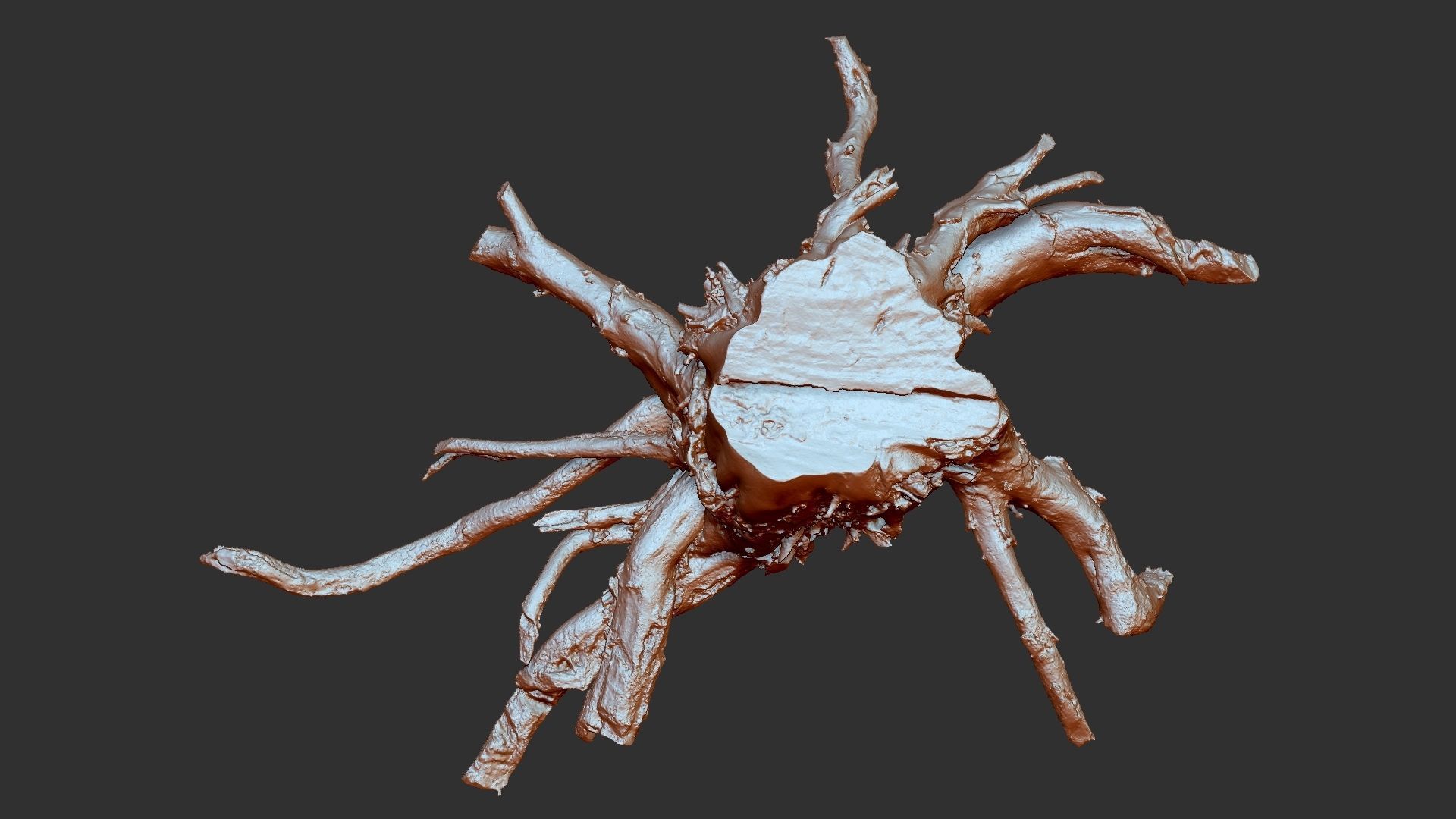 3d scan tree root in highpoly 3D model_27