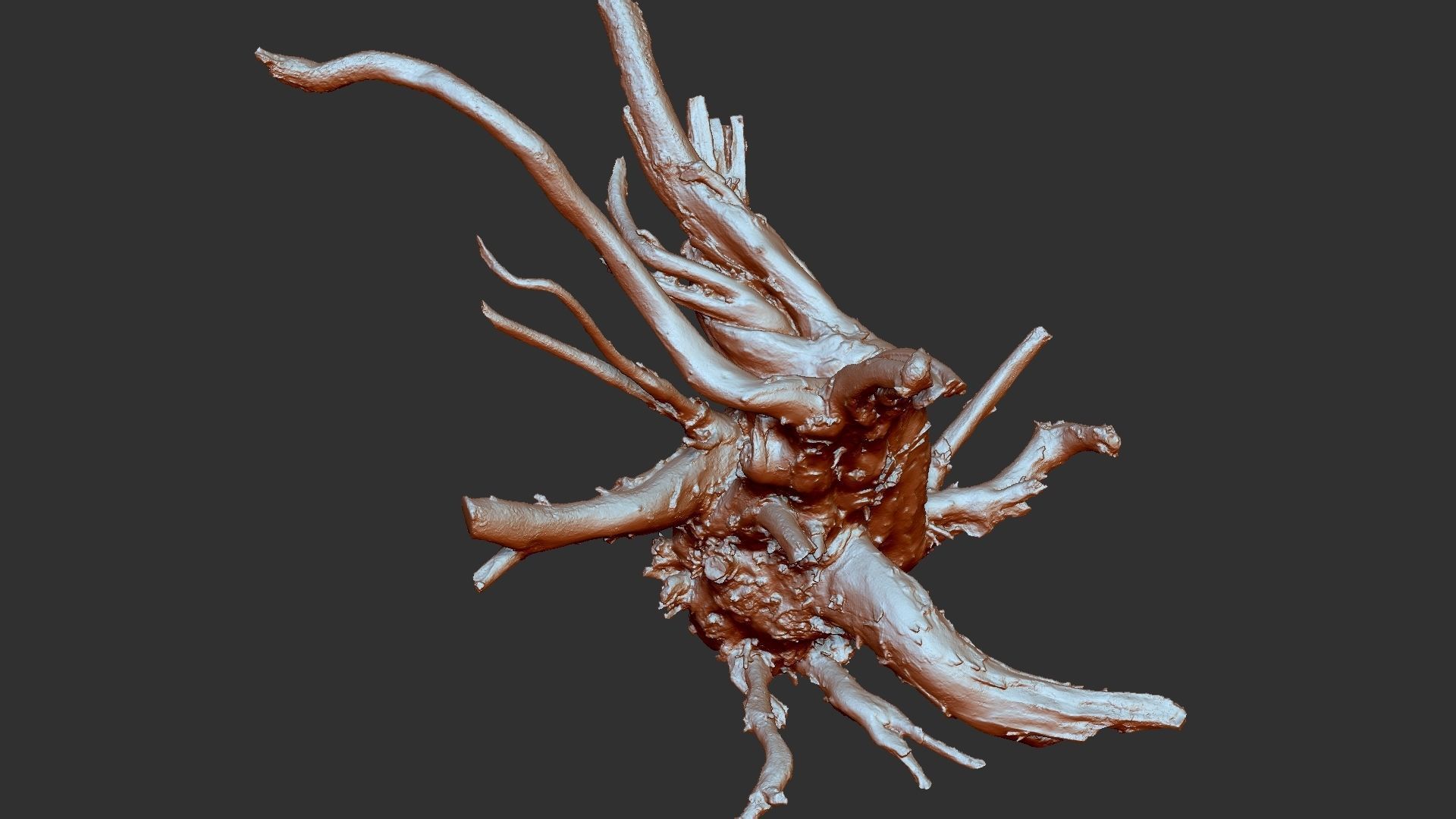 3d scan tree root in highpoly 3D model_26