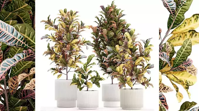 Collection of white potted plants of small Croton trees 1445