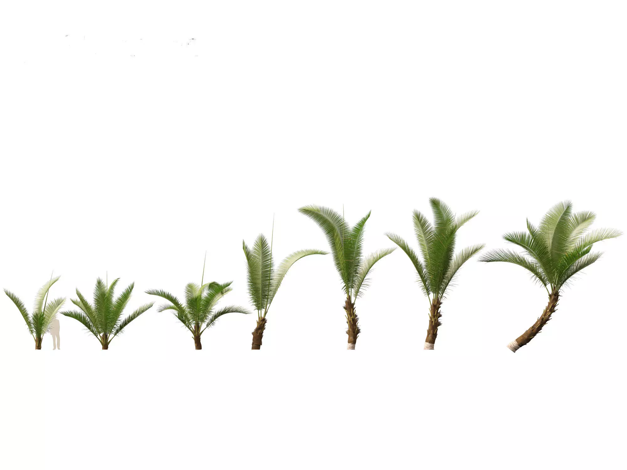 Cocos nucifera - Coconut tree 01 3D model