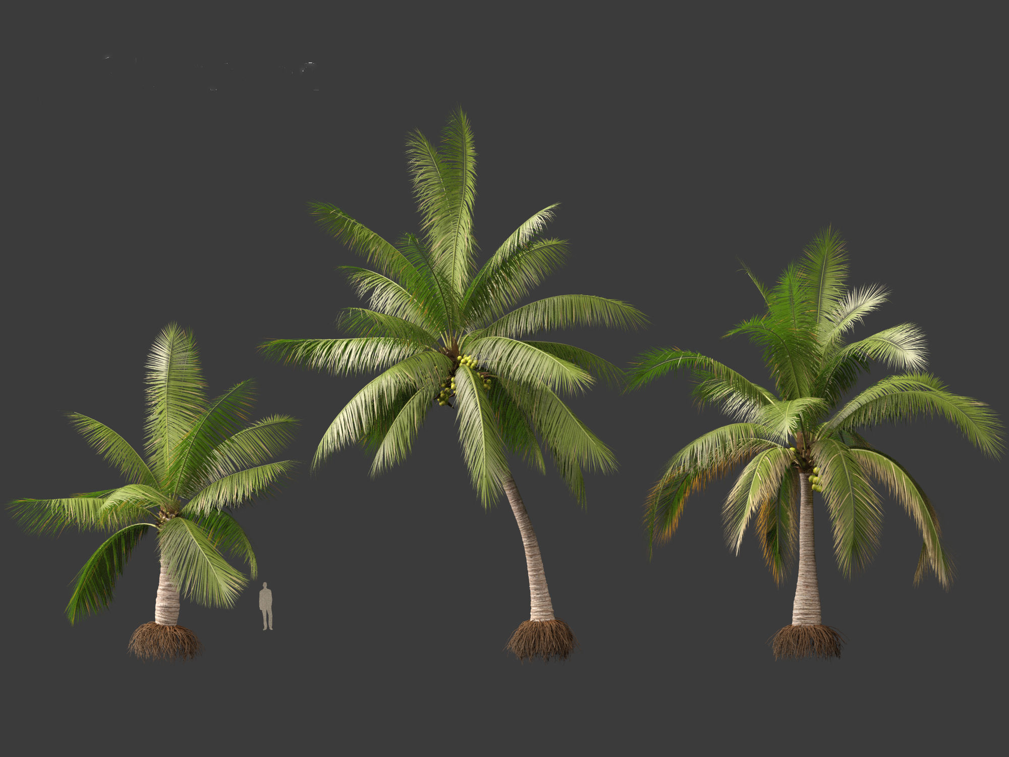 Cocos nucifera - Coconut tree 02 3D model_3