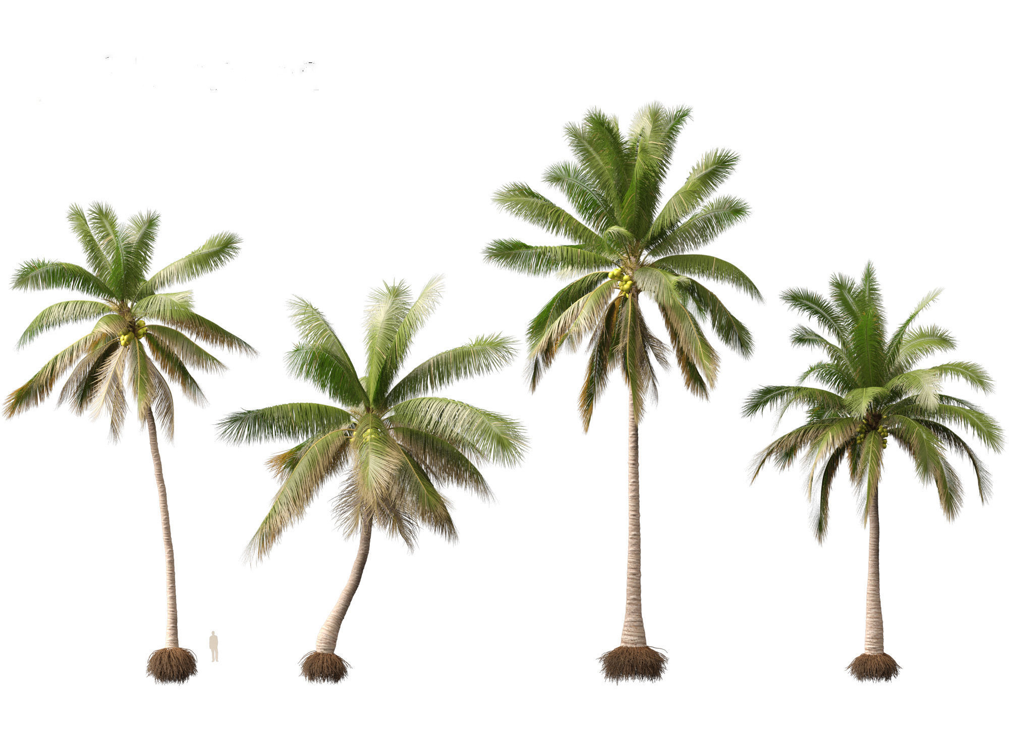 Cocos nucifera - Coconut tree 02 3D model_4