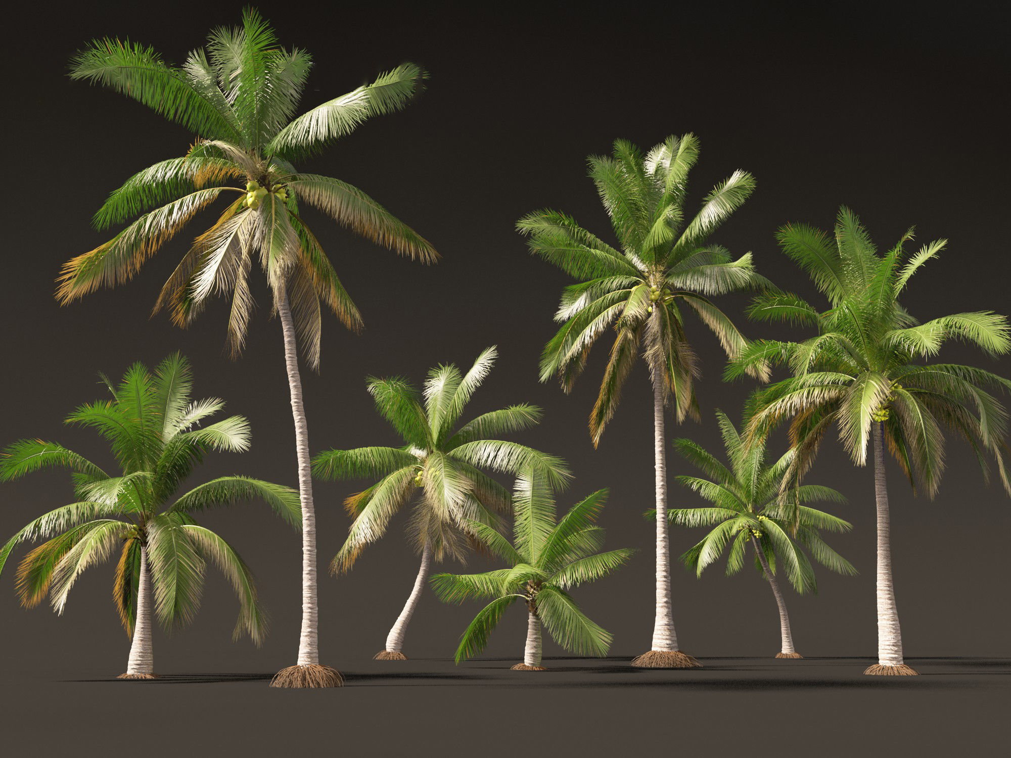 Cocos nucifera - Coconut tree 02 3D model_6