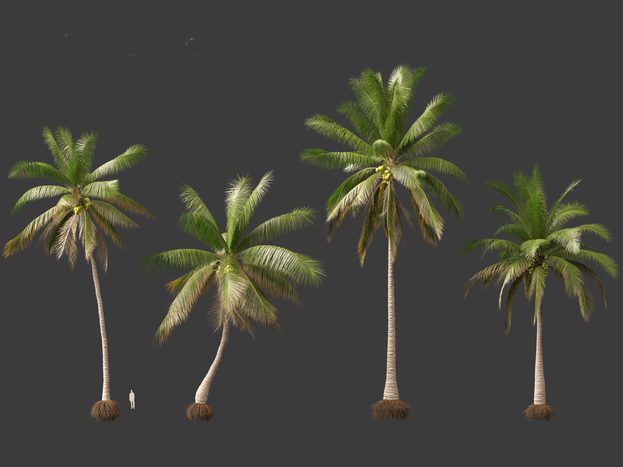 Cocos nucifera - Coconut tree 02 3D model_5