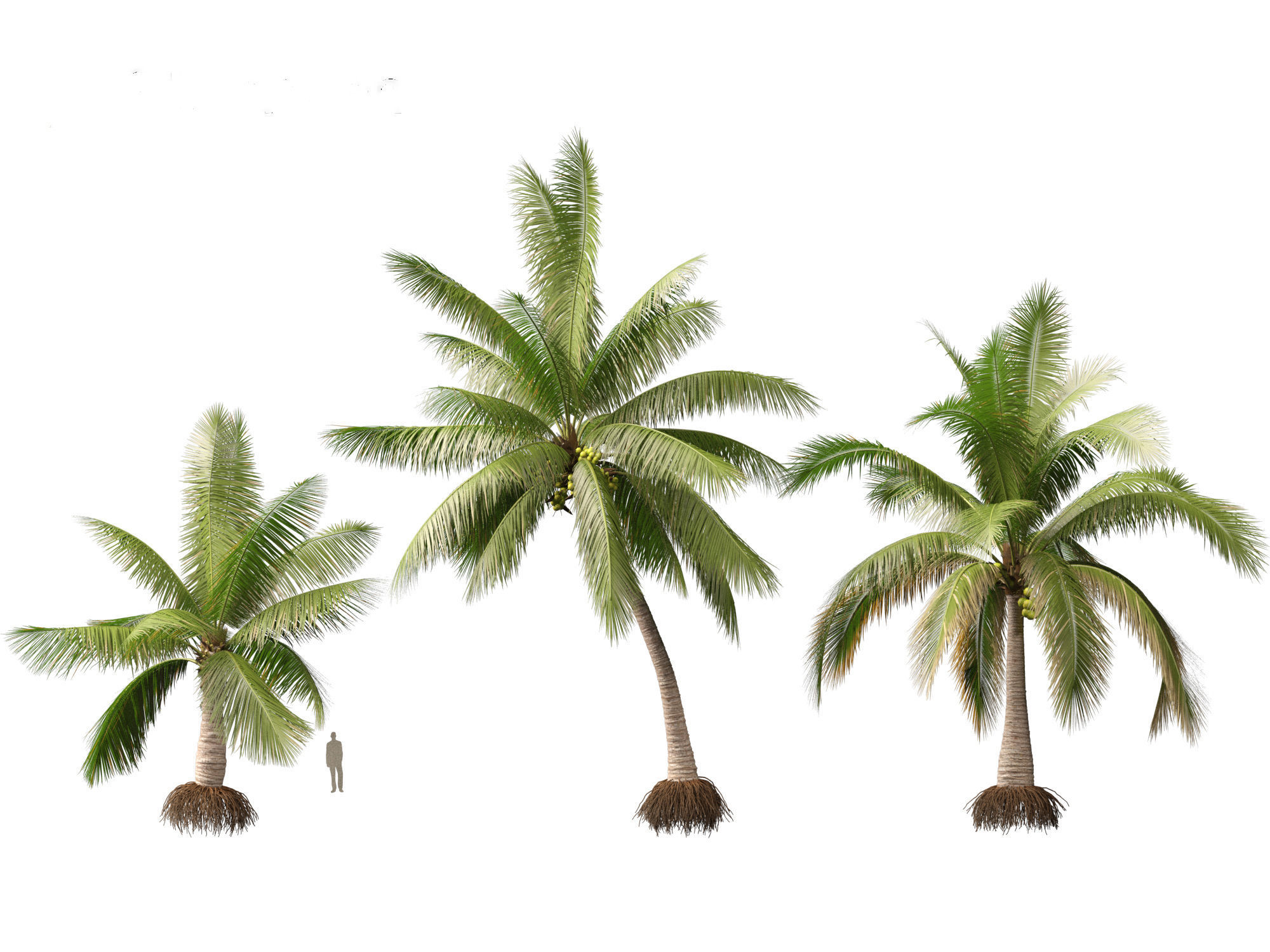 Cocos nucifera - Coconut tree 02 3D model_2