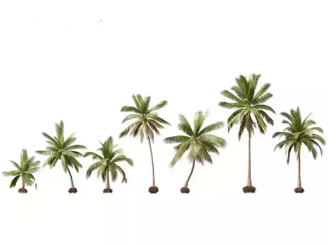 Cocos nucifera - Coconut tree 02 3D model
