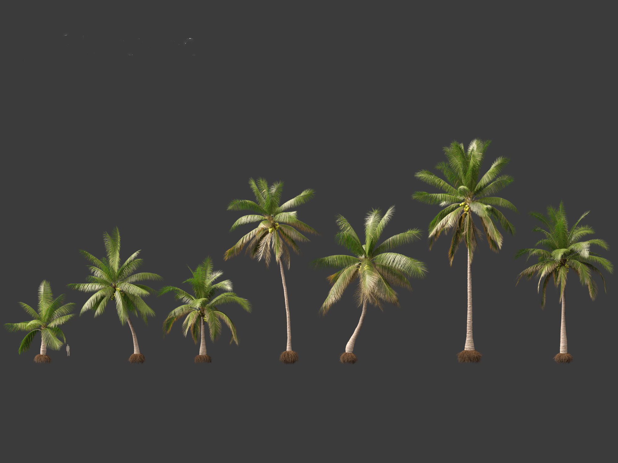 Cocos nucifera - Coconut tree 02 3D model_1