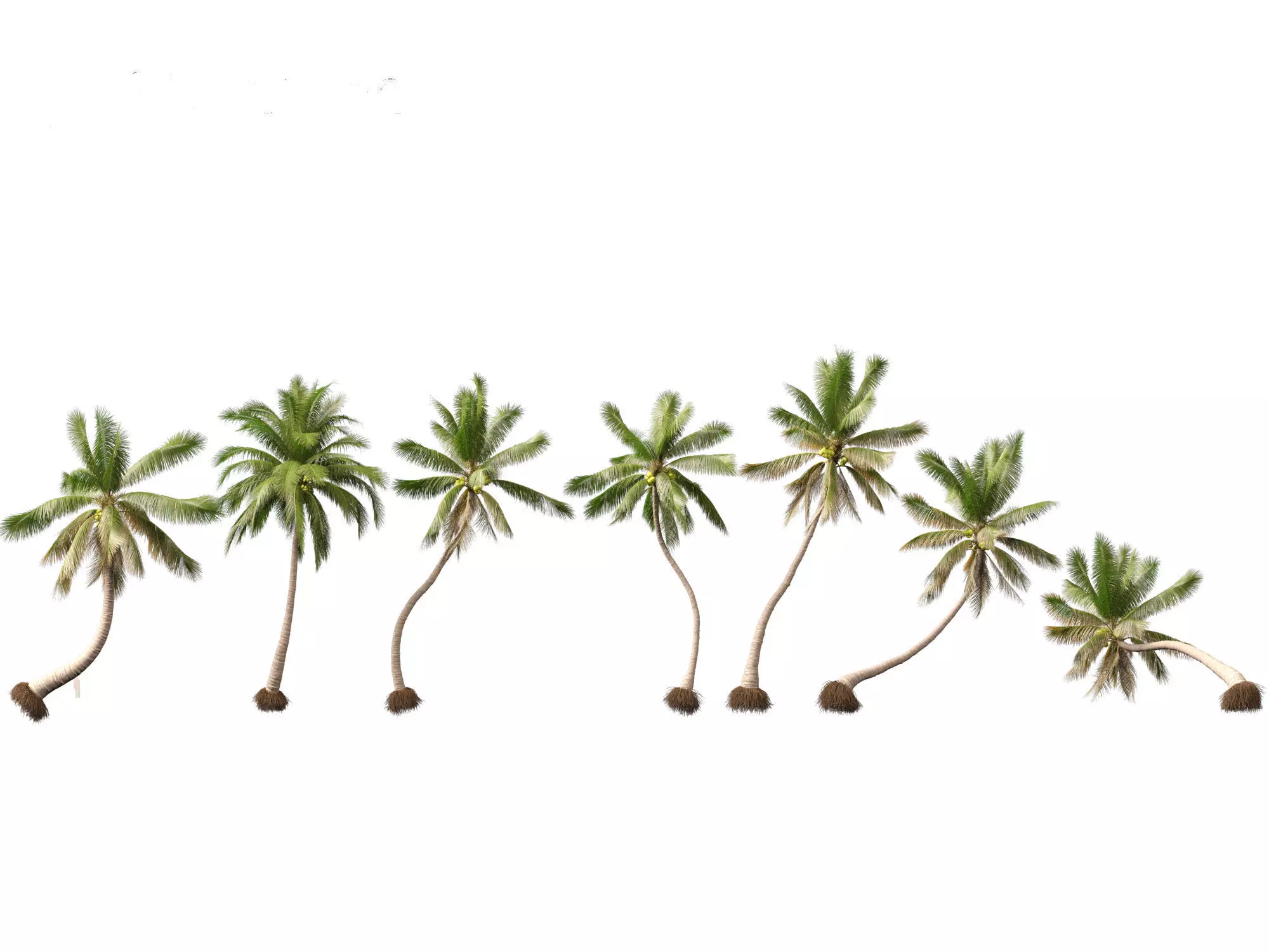 Cocos nucifera - Coconut tree 04 3D model