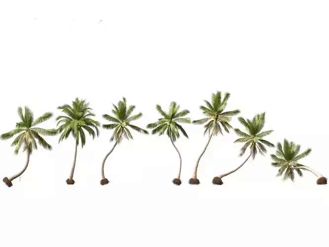 Cocos nucifera - Coconut tree 04 3D model