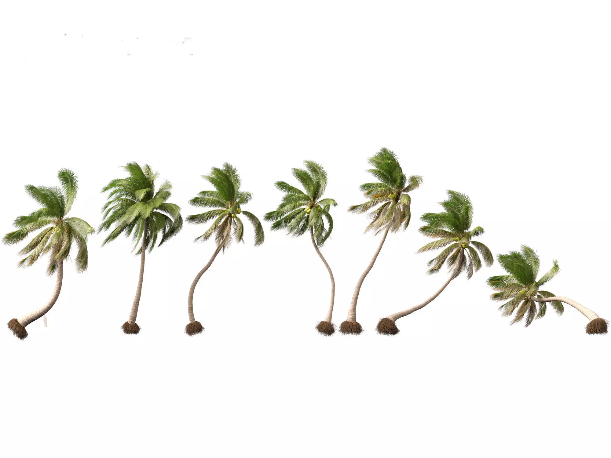Cocos nucifera - Coconut tree 05 3D model