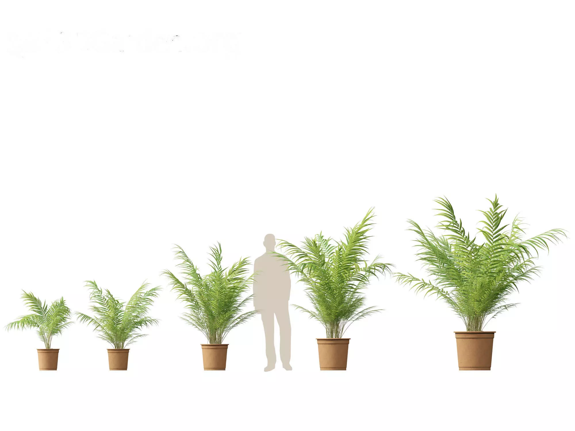 Dypsis lutescens - bamboo palm 3D model