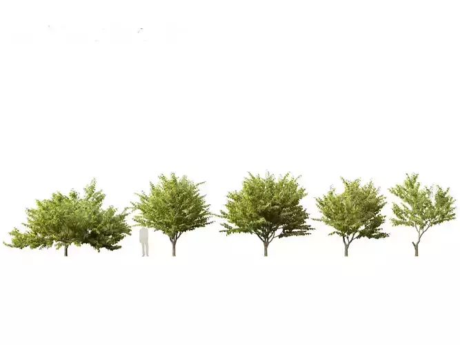 Eastern redbud - Cercis canadensis