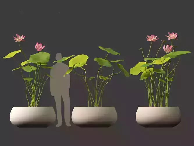 Nelumbo - sacred lotus 01