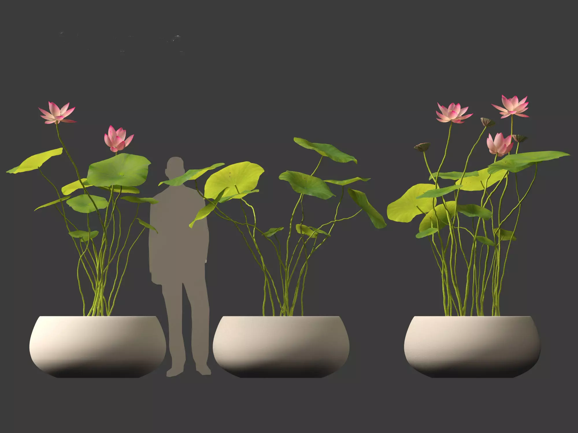 Nelumbo - sacred lotus 01 3D model_0