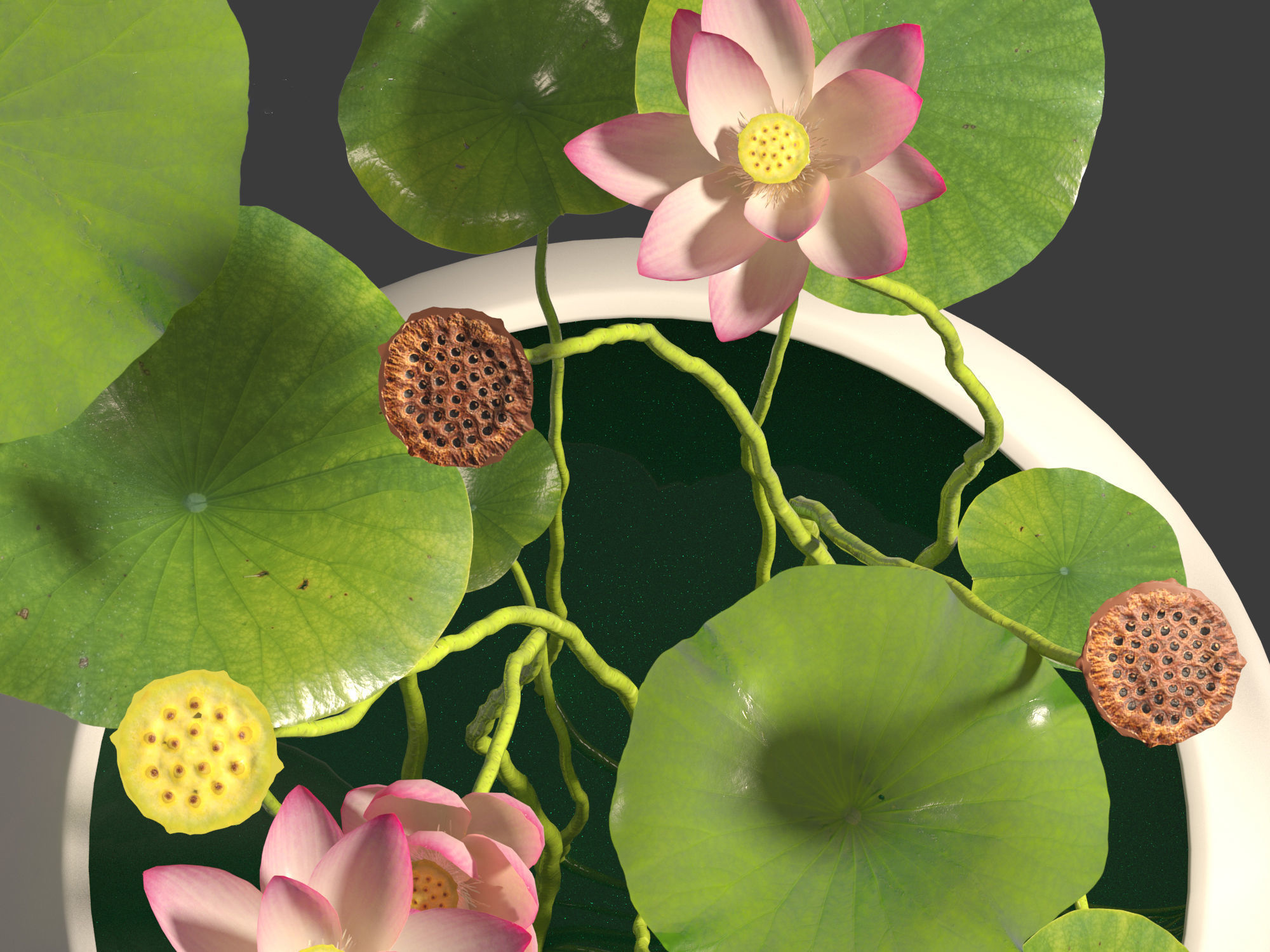 Nelumbo - sacred lotus 01 3D model_3