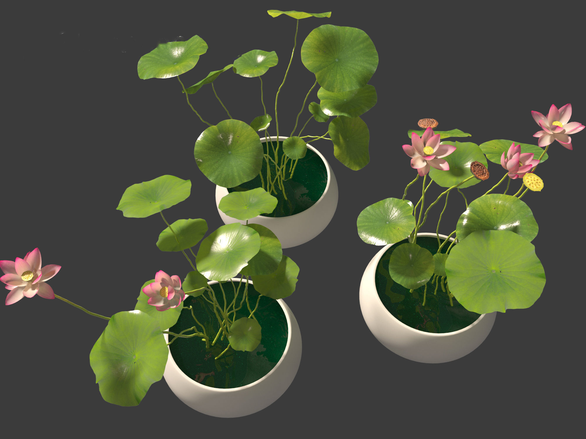 Nelumbo - sacred lotus 01 3D model_2