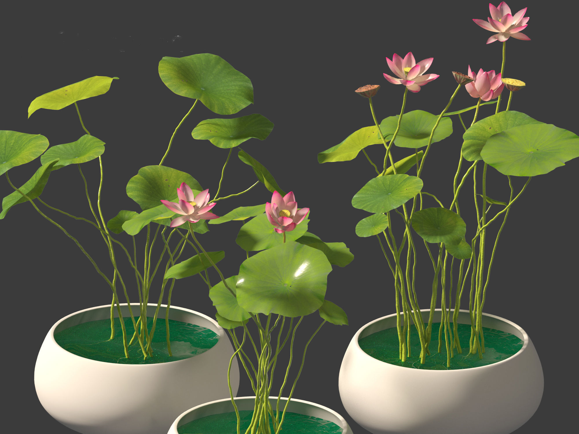 Nelumbo - sacred lotus 01 3D model_4