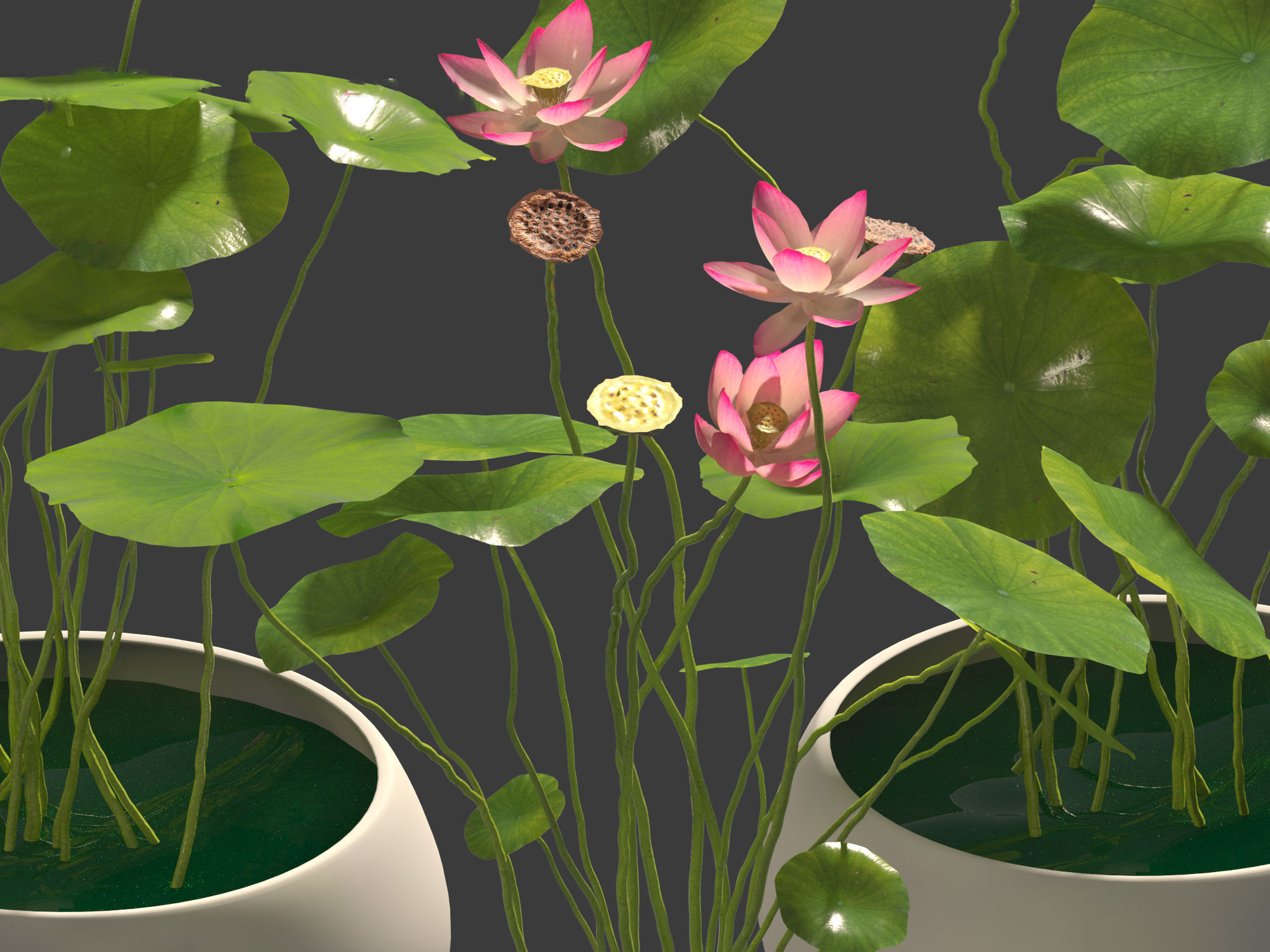 Nelumbo - sacred lotus 01 3D model_5