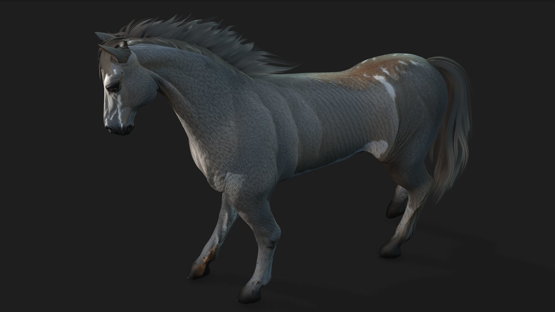 Horse A4 3D model_8