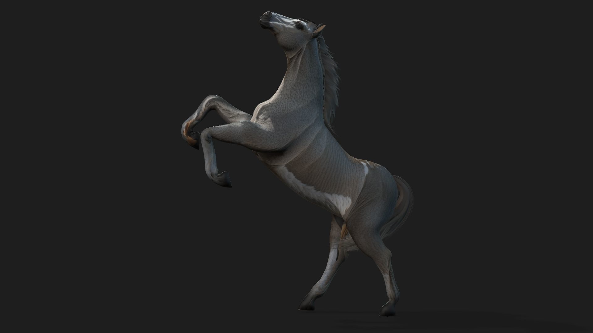 Horse A4 3D model_7