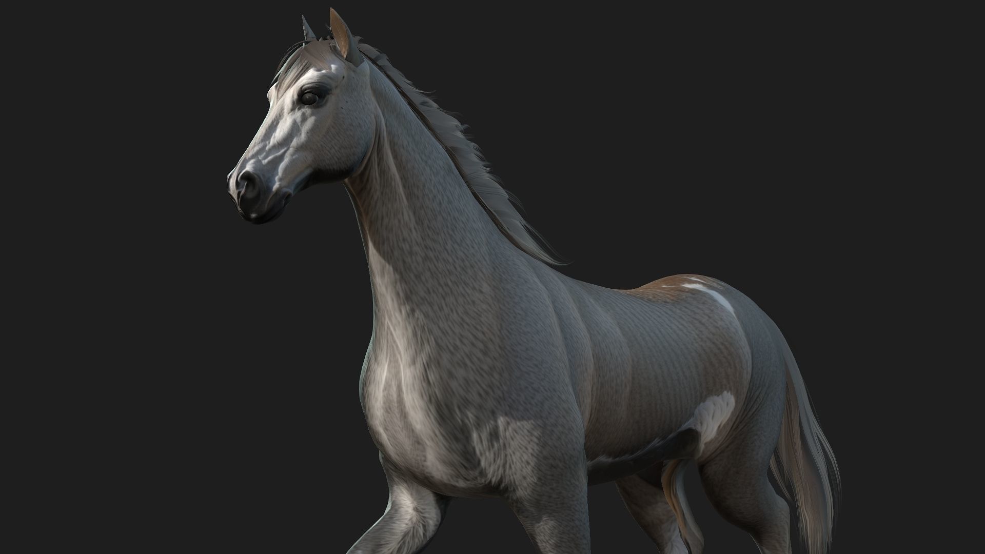 Horse A4 3D model_3