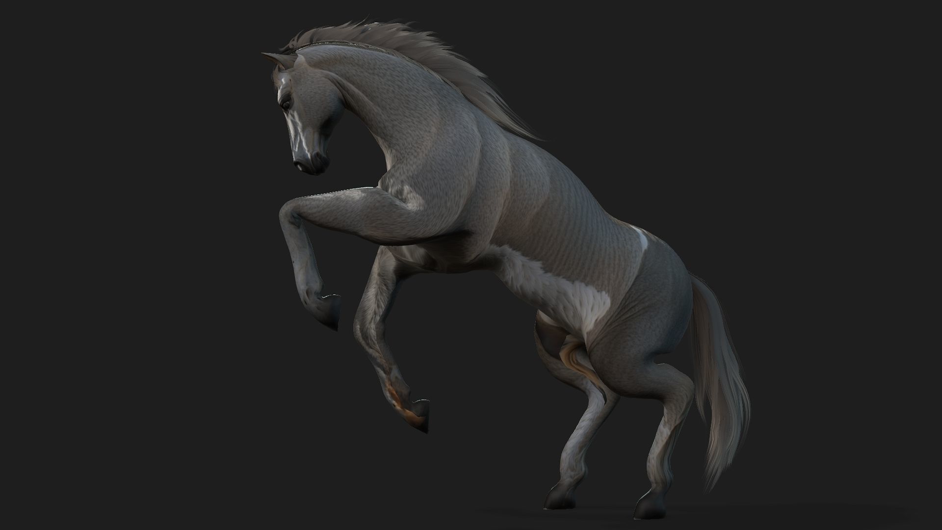 Horse A4 3D model_4