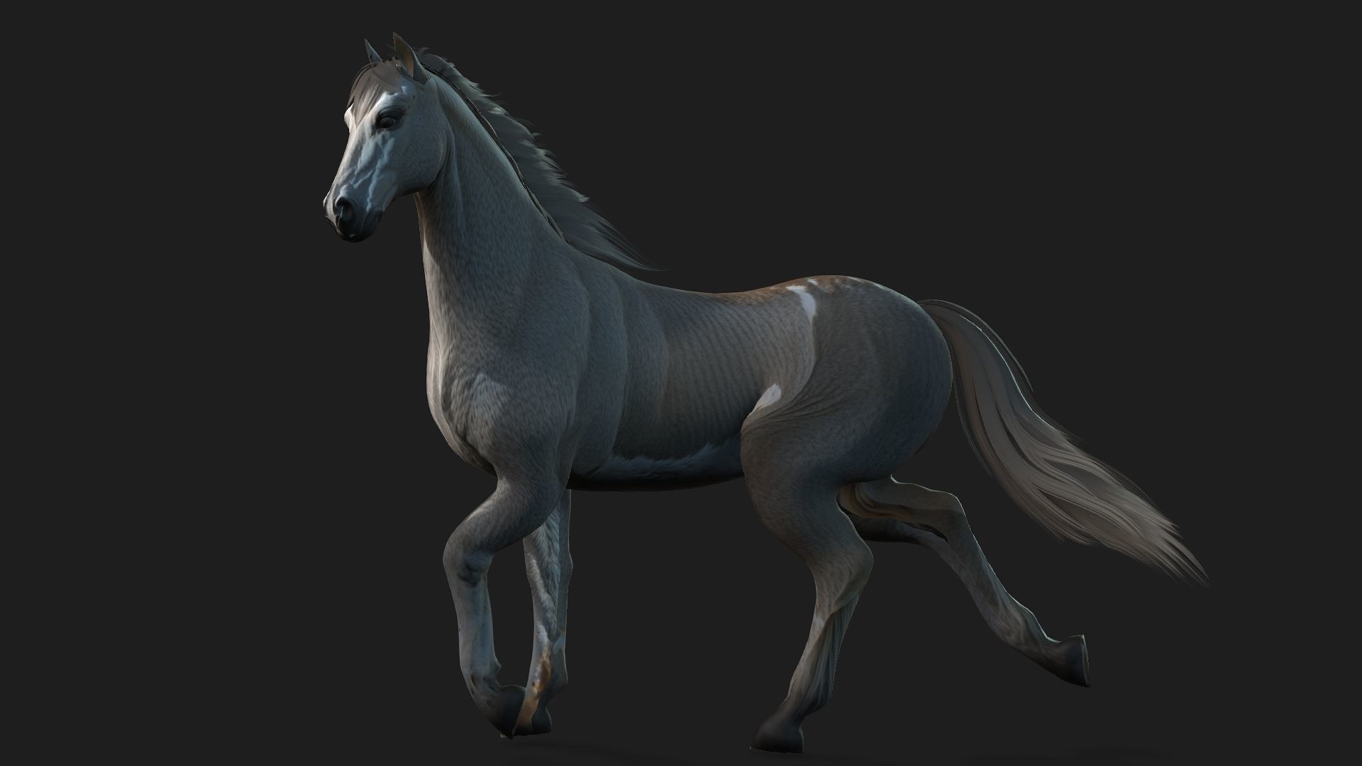 Horse A4 3D model_6