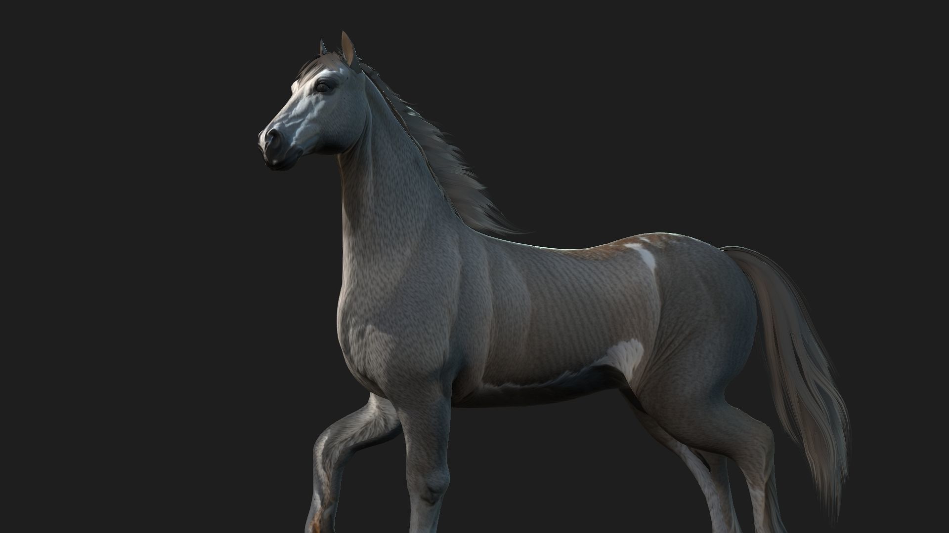 Horse A4 3D model_5
